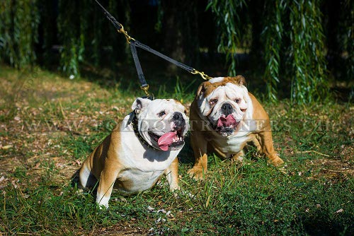 luxus halsband nach ma Englische Bulldogge