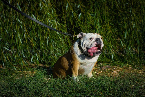 halsband hund nach ma Englische Bulldogge