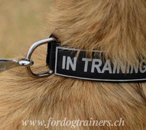 nylon halsband belgischer schaeferhund handgemacht