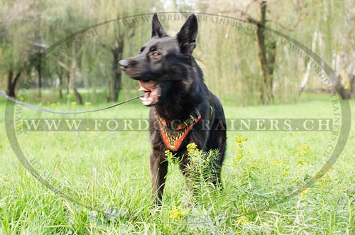 Bequemes Brustgeschirr fr Schferhund bestellen