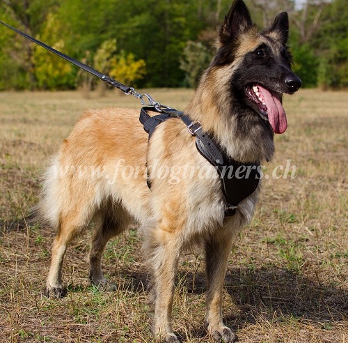 Hundegeschirr Polizei Tervueren Schweiz