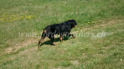 Rottweiler Geschirr leder Schweiz