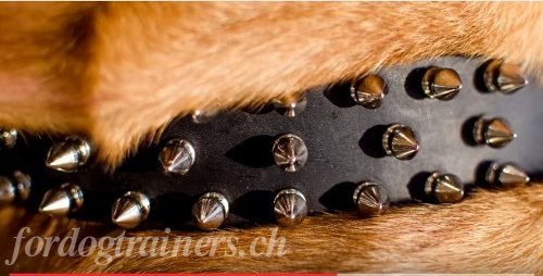 Bullmastiff Leder Halsband schweiz