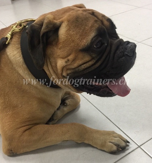 leder hetzhalsband fr Mastiff