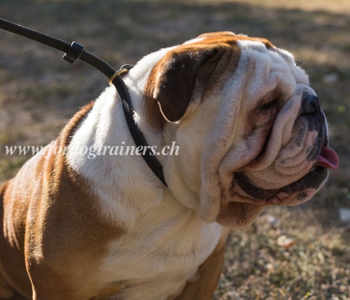 Halsband mit integrierter Leine englische bulldogge salzburg kaufen