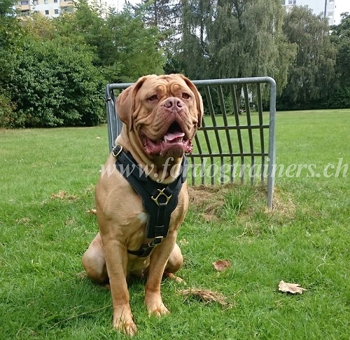 geschirr fr hunde gepolstert Dogue de Bordeaux