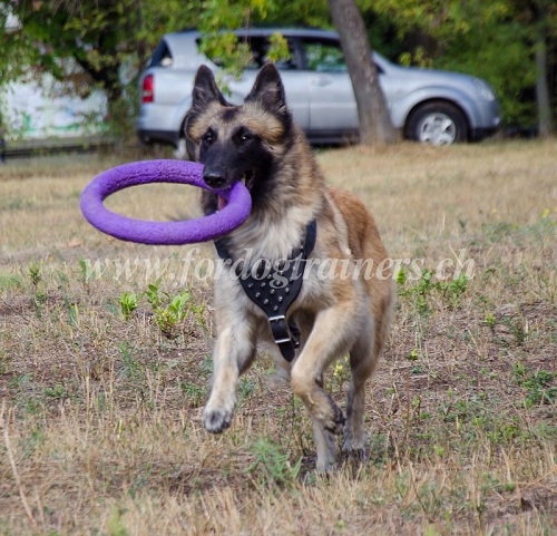 hundegeschirr spikes tervueren schweiz