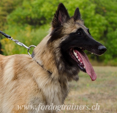 halsbnder leder Tervueren Hund
hundeausstellung schweiz