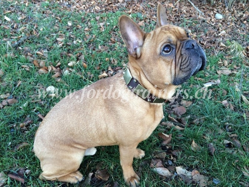 leder halsband fr franzsische bulldogge