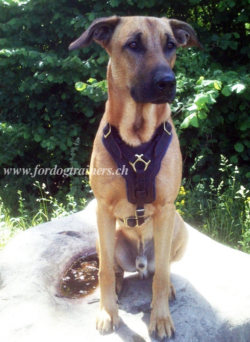 leder geschirr fr hunde gepolstert mischling hund