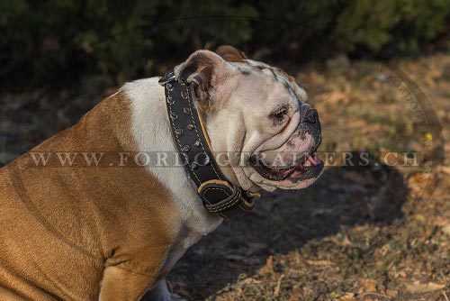 Englische Bulldogge halsband gepolstert messing spikes