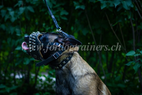 leder Hundemaulkorb Malinois kaufen