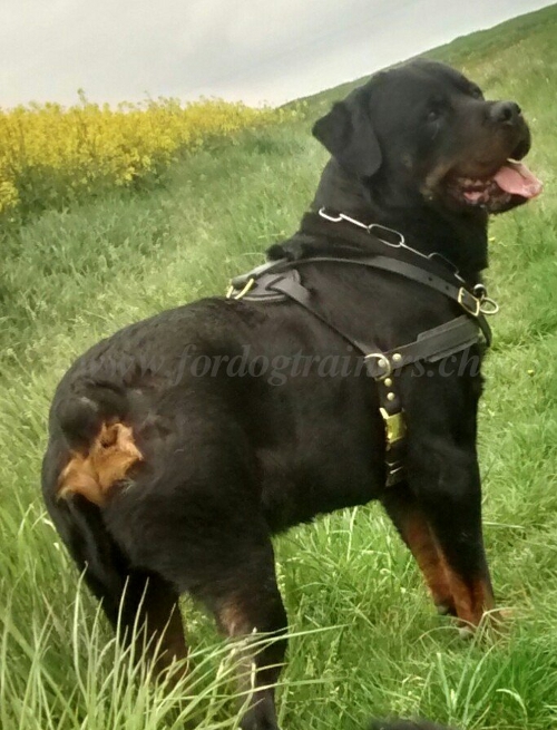 Zuggeschirr Leder Rottweiler Schweiz