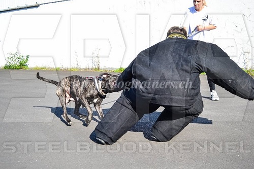 vollschutzanzug bandog training schweiz