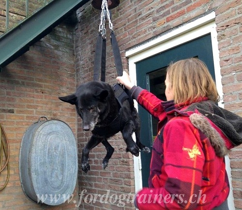 hundetragehilfe treppen