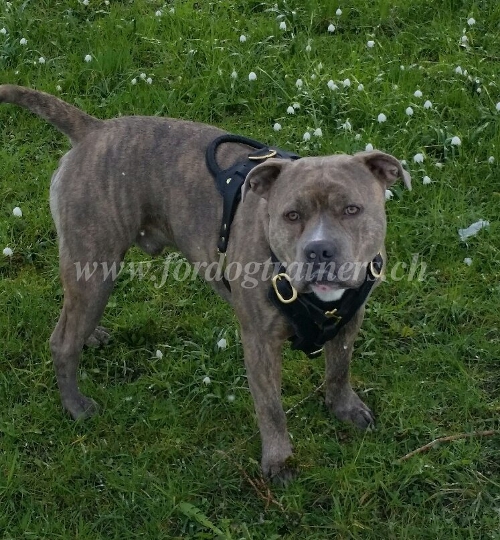 amerikanische Bulldogge geschirr leder kaufen