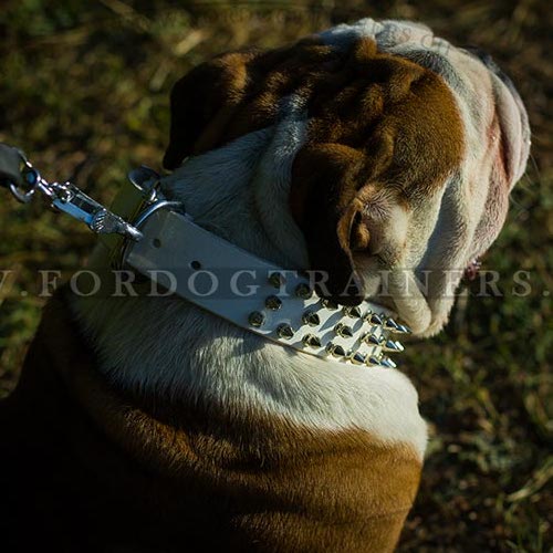 Weies Leder Halsband fr Engische Bulldogge Fashionable - zum Schließen ins Bild klicken