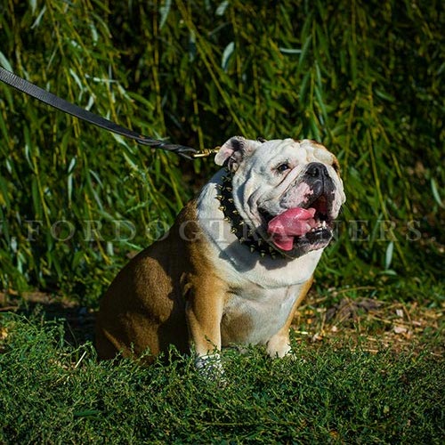 Leder Hundehalsband Luxus fr Englische Bulldogge - zum Schließen ins Bild klicken