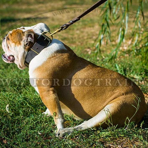 Hundehalsband mit Platten fr Englische Bulldogge Exklusiv - zum Schließen ins Bild klicken