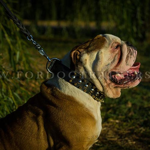 Nietenhalsband mit Spikes fr Englische Bulldogge Geltes Leder - zum Schließen ins Bild klicken