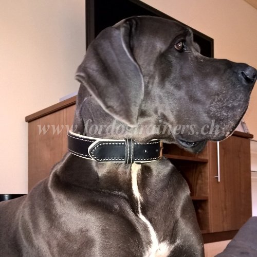 Leder Halsband Nappa Gepolstert fr Deutsche Dogge - zum Schließen ins Bild klicken