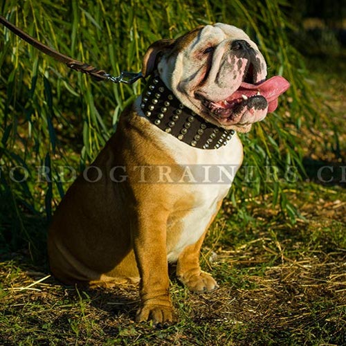 Nietenhalsband Extra Breit fr Englische Bulldogge - zum Schließen ins Bild klicken