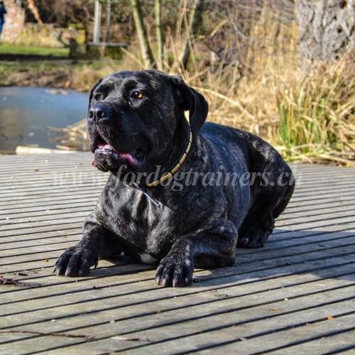 Halsband mit Platten aus Messing fr Bandogge Mastiff - zum Schließen ins Bild klicken