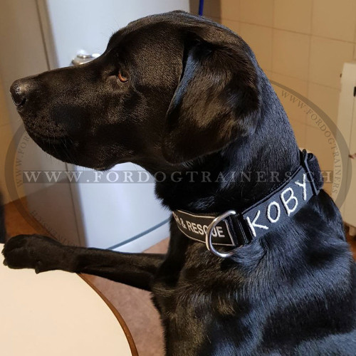 All Weather Nylon Dog Collar for Labrador - zum Schließen ins Bild klicken