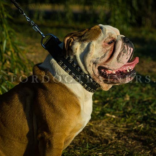 Lederhalsband mit Nieten fr Englische Bulldogge - zum Schließen ins Bild klicken