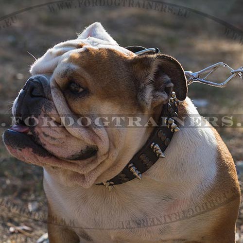 Englische Bulldogge Halsband Leder mit Spikes und Nieten - zum Schließen ins Bild klicken