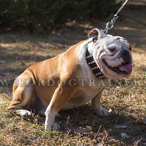 Hundehalsband Leder Extra Breit fr Englische Bulldogge - zum Schließen ins Bild klicken