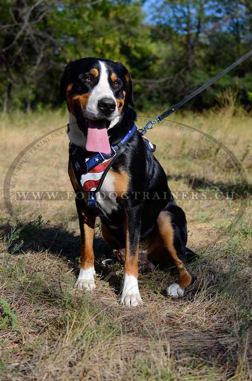 Beau harnais en cuir H1(AP) de promenade pour chiens grands et moyens