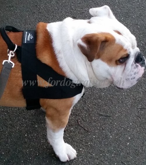 Hundegeschirr Nylon fr Englische Bulldogge Superleicht - zum Schließen ins Bild klicken