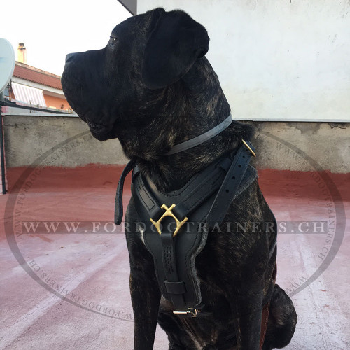 Dog Harness Perfect for your Cane Corso - zum Schließen ins Bild klicken