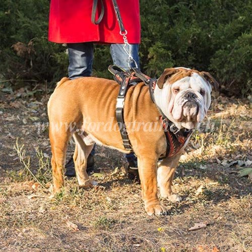 Harnais en cuir pour Bouledogue anglais