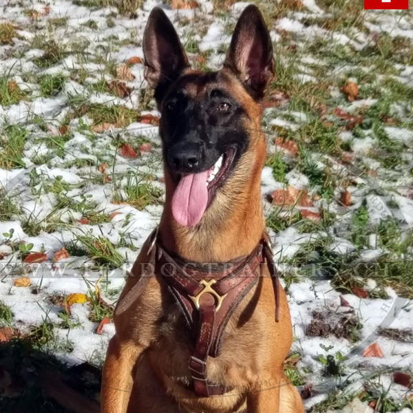 Ledergeschirr mit Polster fr Malinois, Luxus-Messing - zum Schließen ins Bild klicken