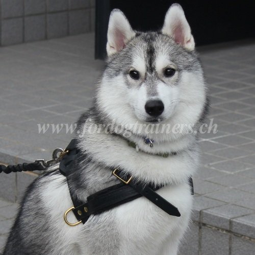 Zuggeschirr Husky aus echtem Leder Hochwertigkeit - zum Schließen ins Bild klicken