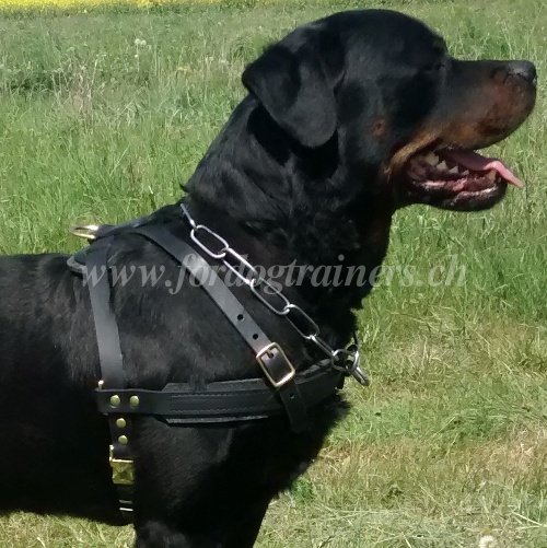 Rottweiler Geschirr fr Zugarbeit aus Echtem Leder - zum Schließen ins Bild klicken