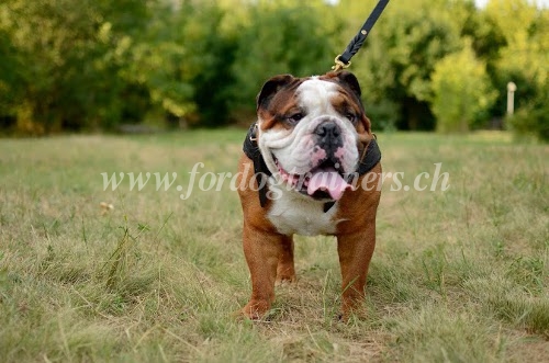 Brustgeschirr aus Leder fr Englische Bulldogge - zum Schließen ins Bild klicken