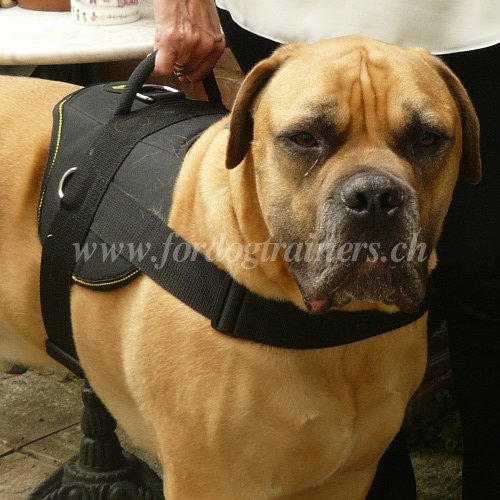 Hundegeschirr Nylon fr Mastiff Aktivitten - zum Schließen ins Bild klicken