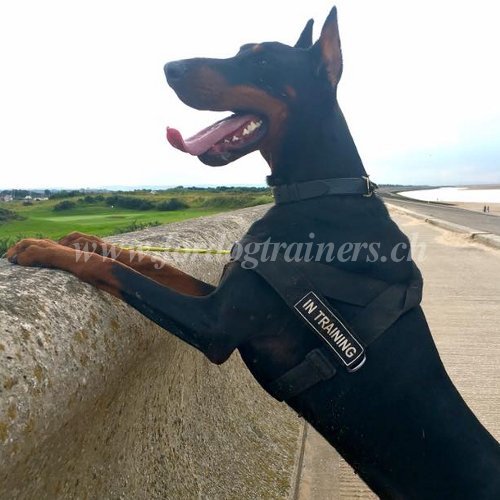 Hundegeschirr aus Nylon mit Logo fr Dobermann - zum Schließen ins Bild klicken