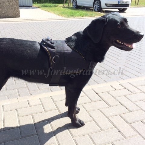 Hunde Geschirr aus Nylon fr Labrador Retriever - zum Schließen ins Bild klicken