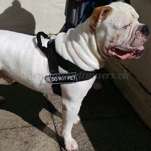 Zuggeschirr Nylon fr Amerikanische Bulldogge - zum Schließen ins Bild klicken