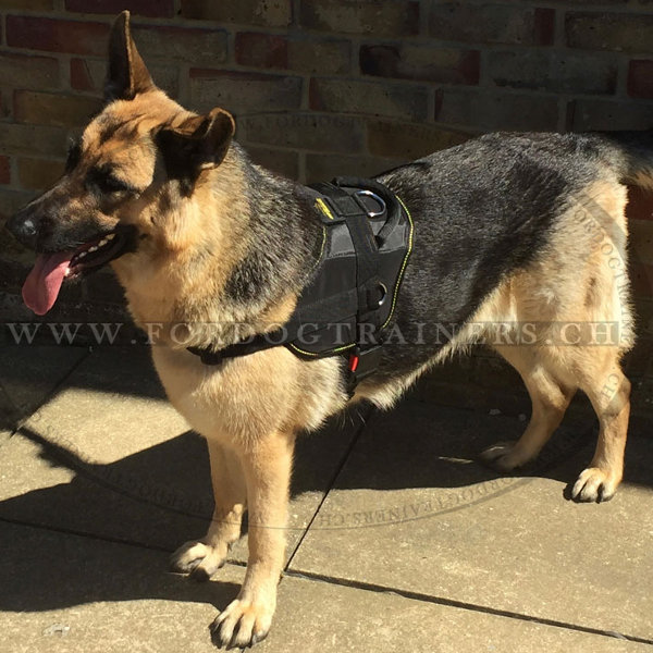 Leichtes Sattelgeschirr K9 fr Training von Schferhunden - zum Schließen ins Bild klicken