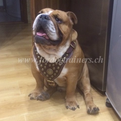 Hundegeschirr Nappa Gepolstert fr Englische Bulldogge - zum Schließen ins Bild klicken