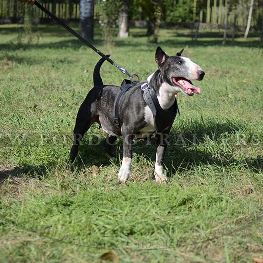 Professional Bull Terrier Agitation Harness - zum Schließen ins Bild klicken