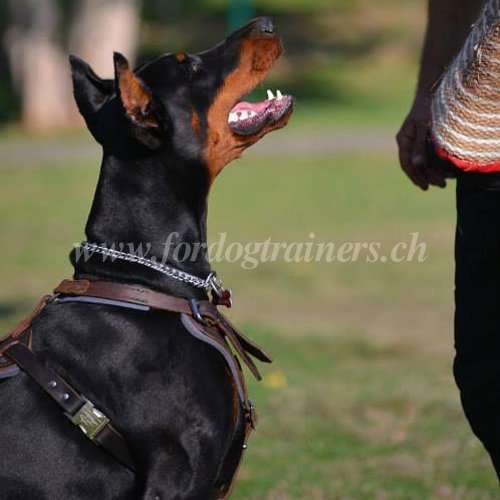 Leder Geschirr fr Dobermann Hetzarbeit - zum Schließen ins Bild klicken