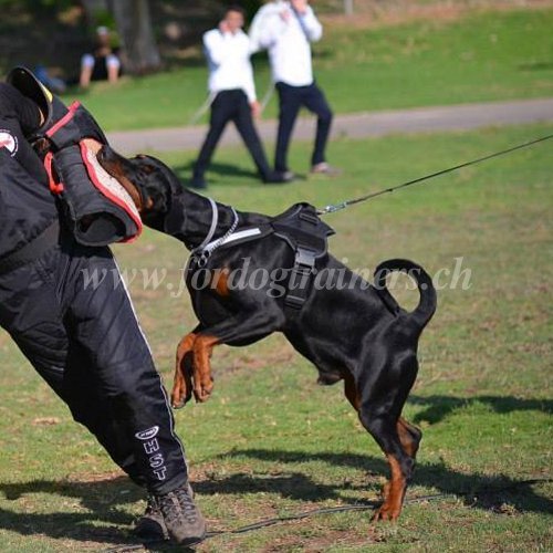 Hunde Geschirr Nylon fr Dobermann Pinscher Schweiz - zum Schließen ins Bild klicken