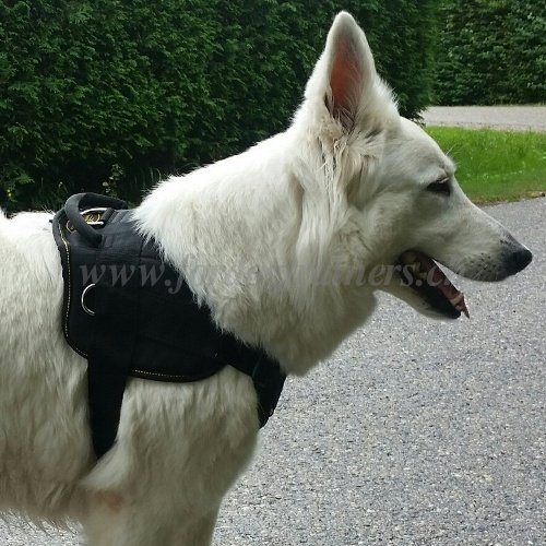 Nylon Geschirr Weier Schweizer Schferhund - zum Schließen ins Bild klicken