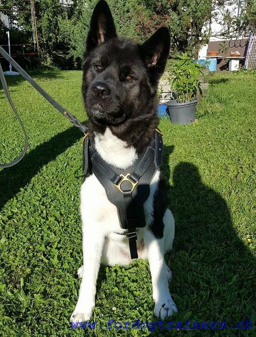 Hundegeschirr fr Akita aus Leder in Schweiz - zum Schließen ins Bild klicken